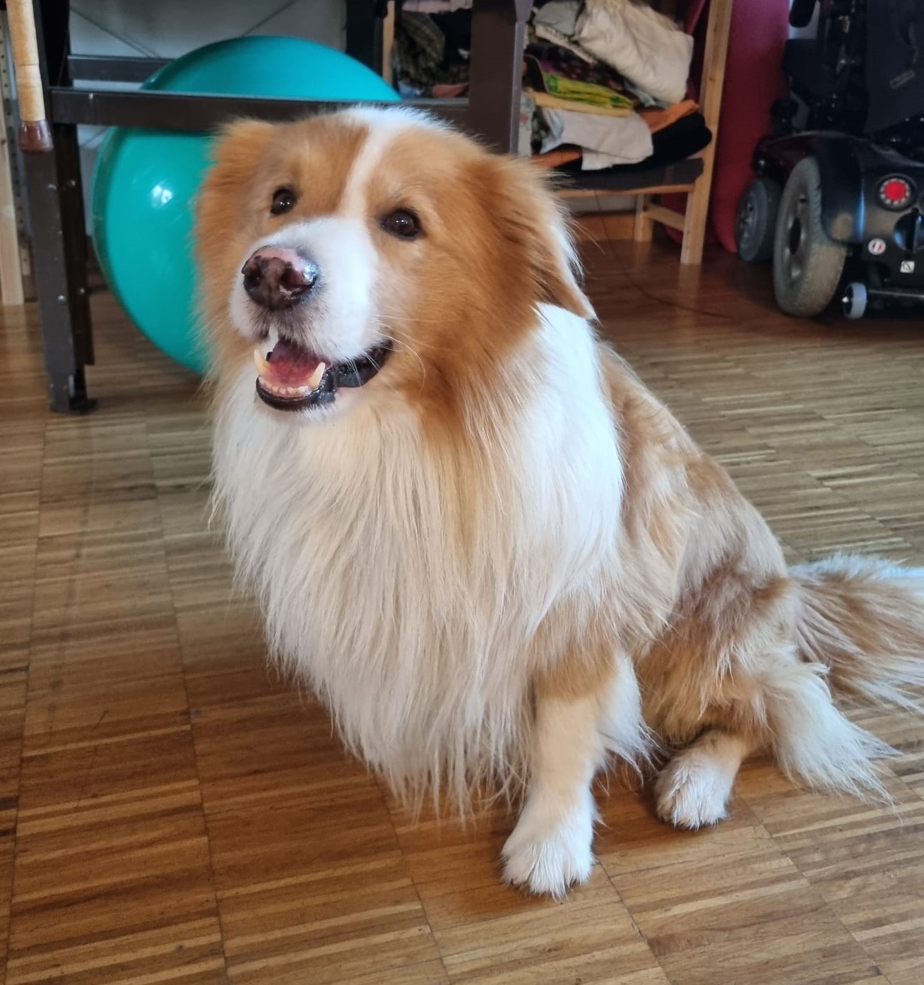 Mehr über den Artikel erfahren Meine Arbeit als Logopädin in der Brücke